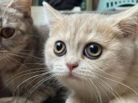 British Kurzhaar Baby’s suchen ein Zuhause!