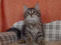 Wunderschönes sibirische Kätzchen "Zarevna Lesa" in München