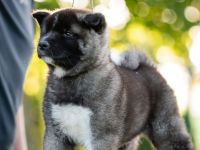 Wunderschöne American Akita Welpen