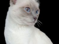 Deckkater reinrassiger Siamkater Lilac-Point