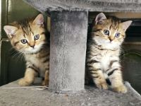 Wunderschöne reinrassige BKH Kitten