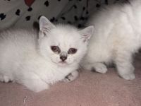 Britisch Kurzhaar Kitten