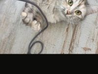 14 Monate alte Siam BKH Mix Katze 🐱