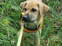 Shar-Pei Mix Welpe Kimara sucht ein Zuhause