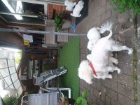 Wir suchen neue zu Hause