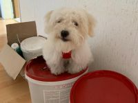 Malteser Welpe 5 Monate alt
