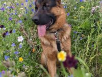 Deckrüde Deutscher Schäferhund