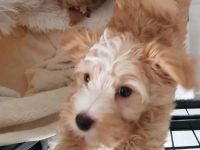 Yorkshire Terrier Welpen