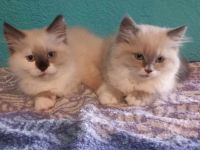Perser -Maine -Conne -Ragdoll Kitten