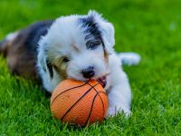 unser Bobtail D-Wurf ist da :D