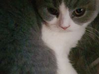 Bkh kitten 14 Wochen