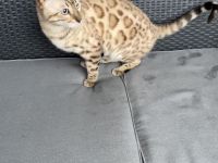 Bengalen Kater mit Stammbaum