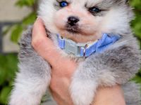 Pomsky F2 Micro &Toy Bärchentyp Puppengesicht (Pomeranian Minihusky)