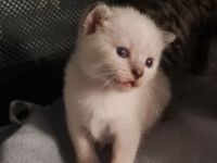 Wunderschöne BKH Kitten