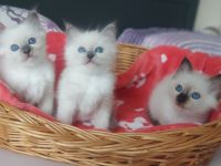 Heilige Birma kitten