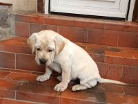 Französische Bulldogge / Labrador Drahtharr Mix Welpen