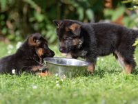 Von dem Würger vom Lichtenmoor