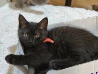 British Kurzhaar - Siam Mix