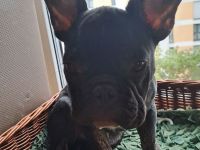 Französische Bulldogge