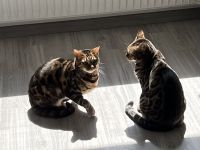 Zwei wunderschöne Bengalkatzen zu verkaufen