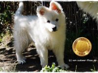 Django sucht noch seine zukünftige Familie