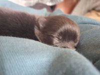 Pomeranian Zwergspitzwelpen Black Tan ab Ende Oktober