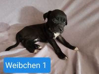 Boxer Mischlings Welpen