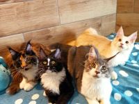 Wir haben wunderschöne tyvolle Maine Coon Kitten in verschiedenen Farben siehe unsere Homepage