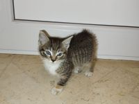 Babykatze Kitten Katze Kater