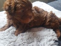 Bolonka Zwetna Welpe