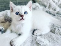 reinrassige BKH Kitten Britisch Kurzhaar Katze