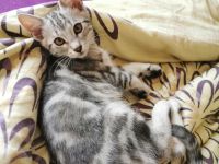 Wunderschöne reinrassige Bengalen