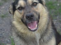 MYRKO - lustiger Hundebub sucht eine Familie