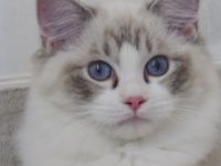 Ragdoll-Katze mit Lady-Gaga-Stammbaum! Zu verkaufen oder buchbar!