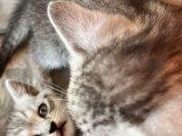 BHK Kitten Geimpft und Untersucht