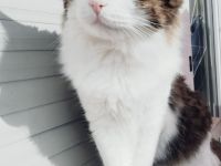 Hauskatze Simba sucht eine neue Familie