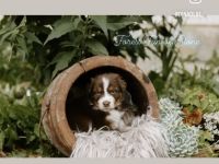 Australian Shepherd Welpen mit ASCA Papieren