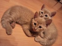 Katzenbabys RB/BKH Mix