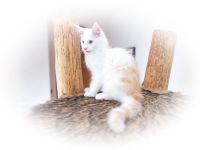 Maine Coon kitten, Kater/ Katze, geimpft, gechipt, entwurmt , 28.4.23