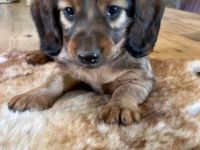 Langhaardackel Welpen abzugeben