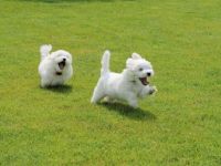 Süße Malteser Welpen