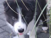 Border Collie Welpen