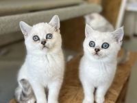 Reinrassige BKH-Kitten in der Farbe Silver und Golden.