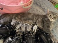 BKH reinrassige Kitten