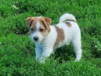 Jack Russell Terrier Welpen