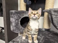 Bengal /BKH /EKH Kitten