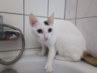 Zwei Katzen suchen getrennt oder zusammen ein neues Zuhause