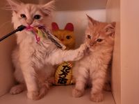 Zwei Maine coon Jungs suchen
