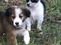 Wunderschöne Border Collie Welpen in Sonderfarbe Sable Chocolate Tricolor reinrassig