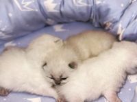 BKH Kitten 3x zu verkaufen